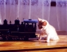 Buster Kitten a.k.a. Mini Catzilla